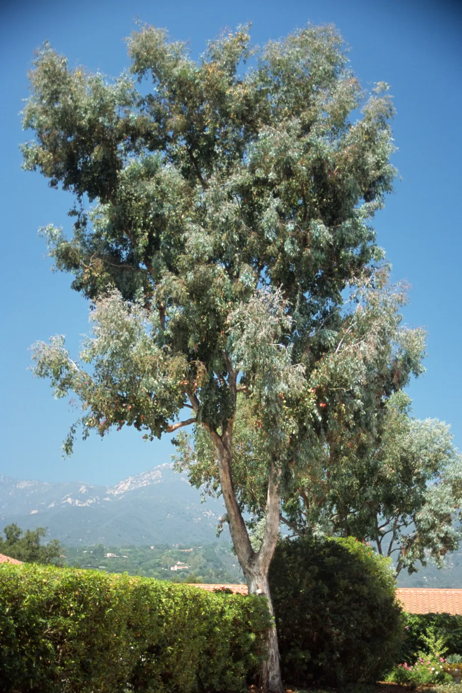 Eucalyptus polyanthemos