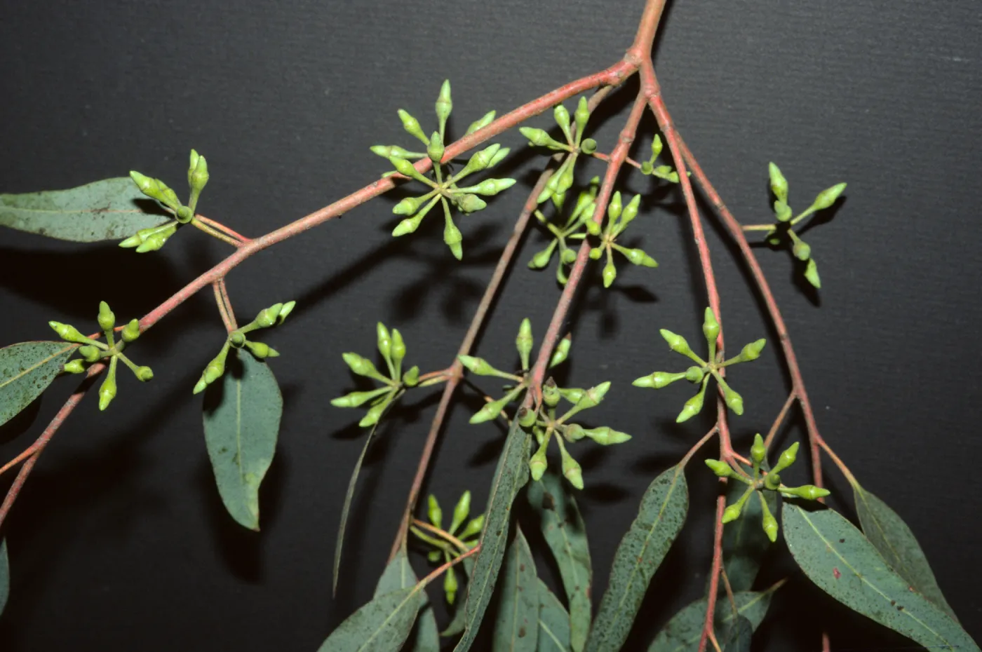 Eucalyptus punctata