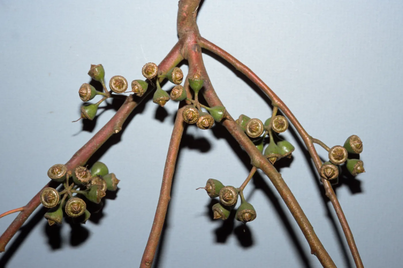 Eucalyptus punctata
