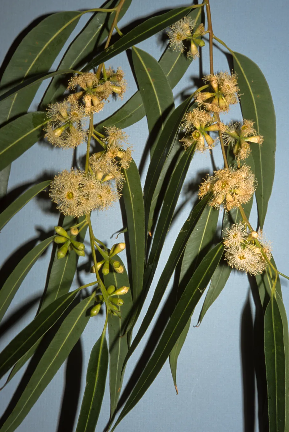 Eucalyptus saligna