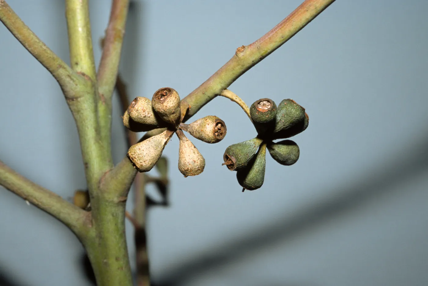 Eucalyptus saligna