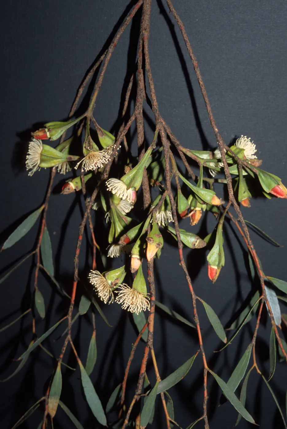 Eucalyptus steedmanii