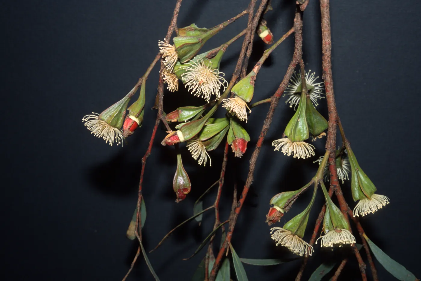 Eucalyptus steedmanii