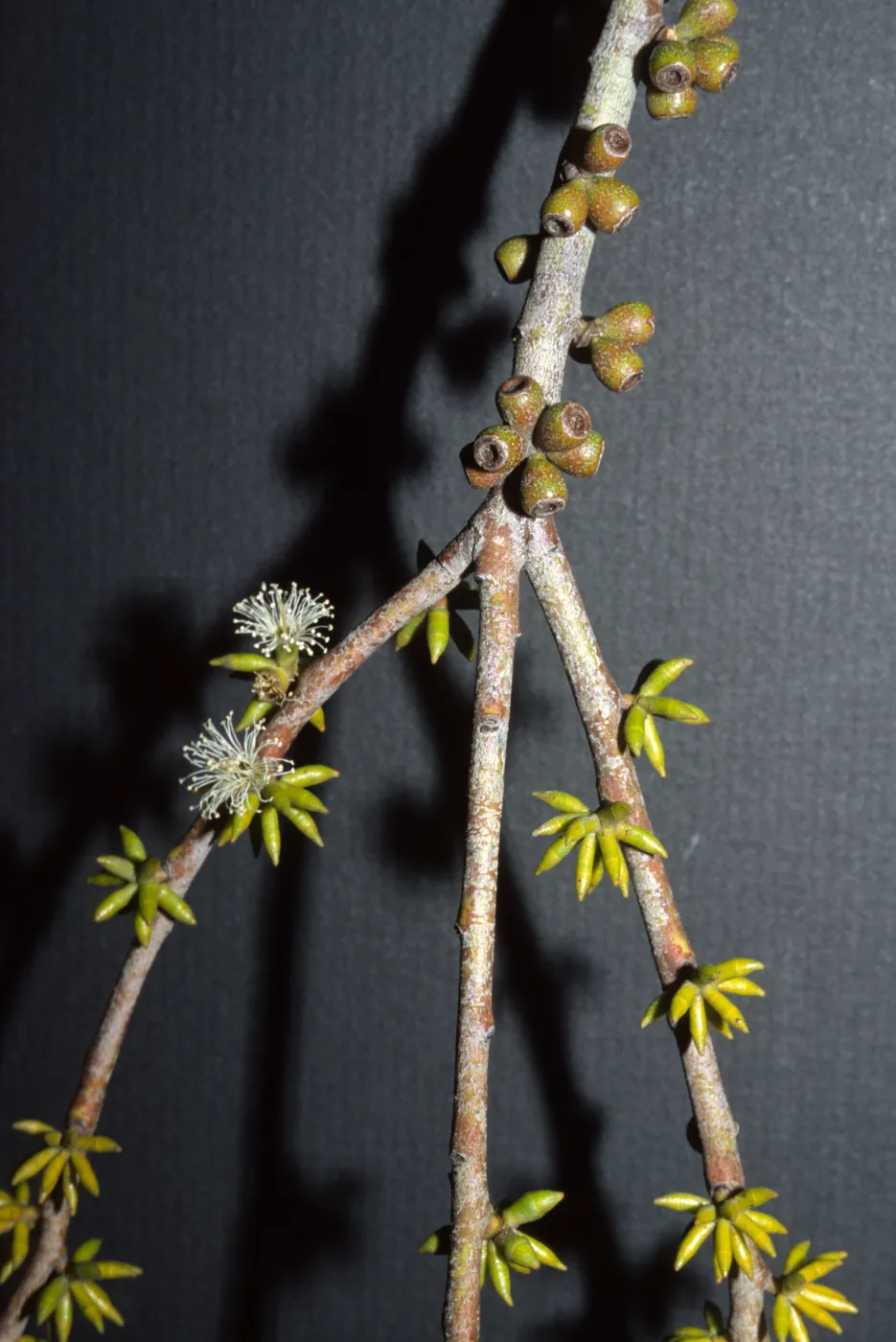 Eucalyptus stellulata
