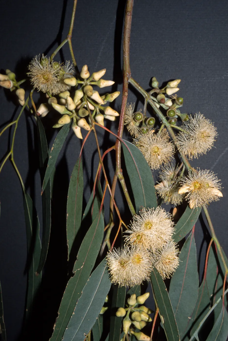 Eucalyptus tereticornis
