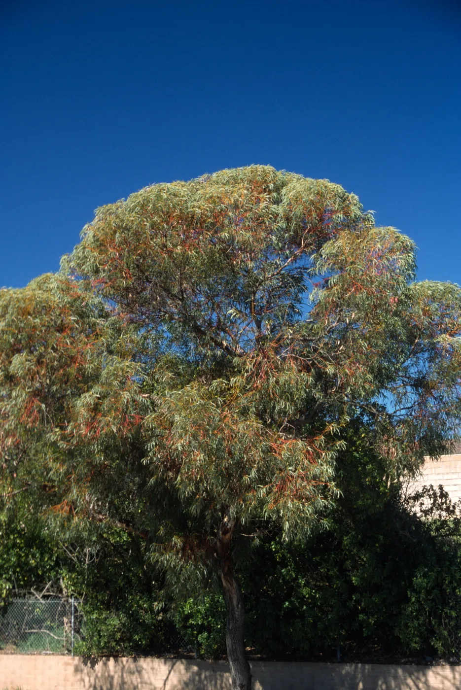 Eucalyptus torquata