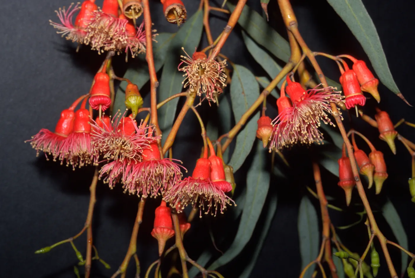 Eucalyptus torquata