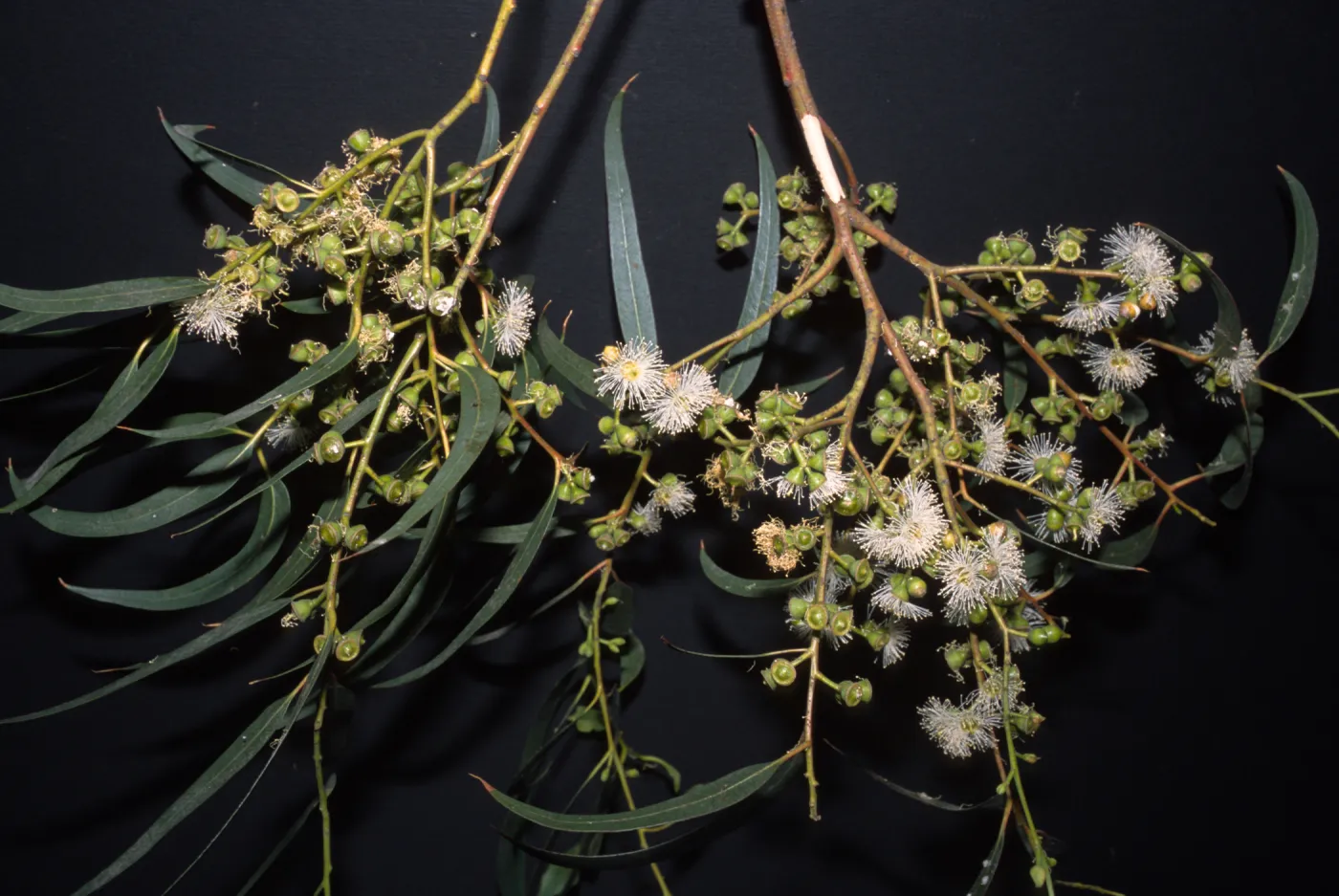 Eucalyptus viminalis