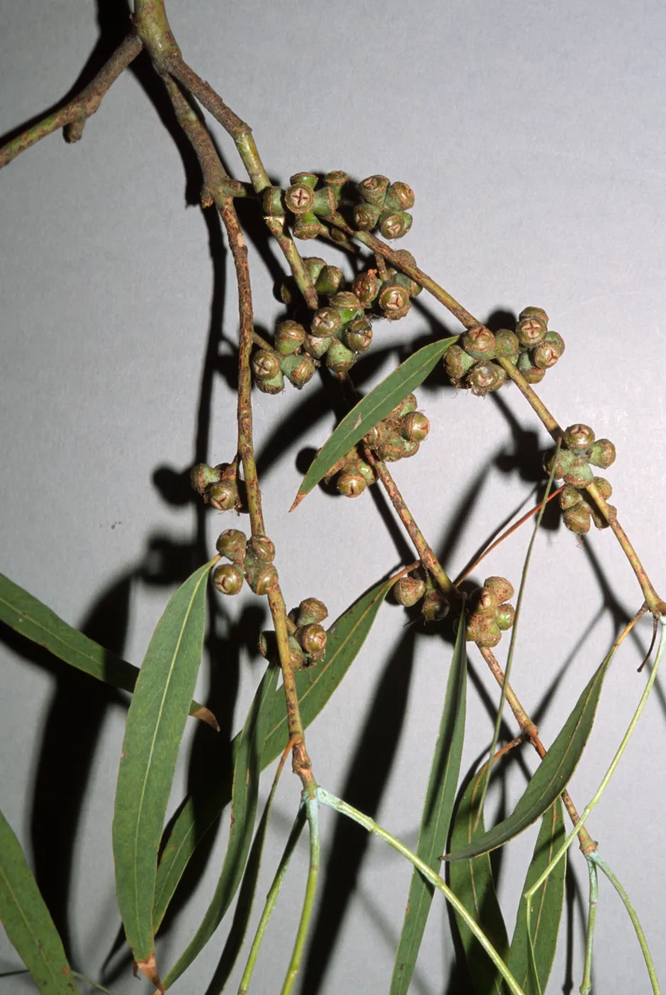 Eucalyptus viminalis