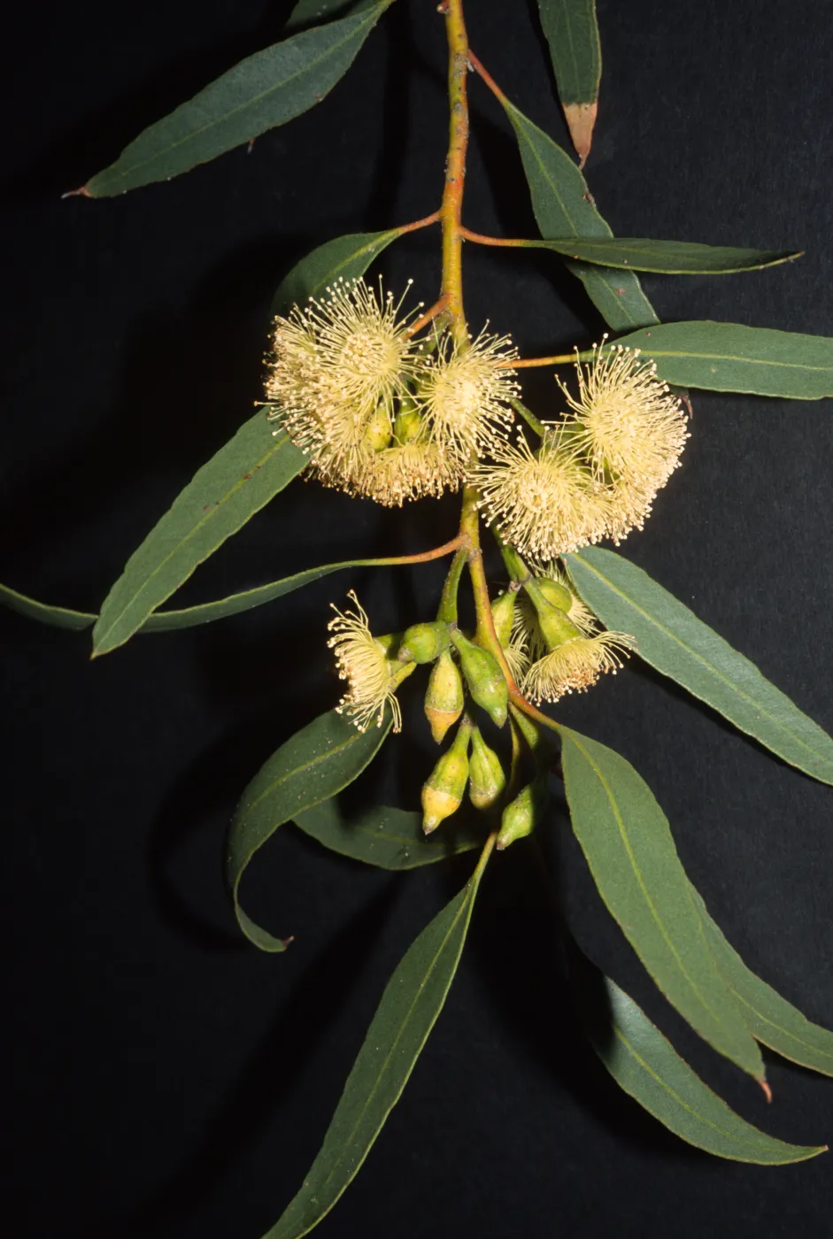 Eucalyptus woodwardii