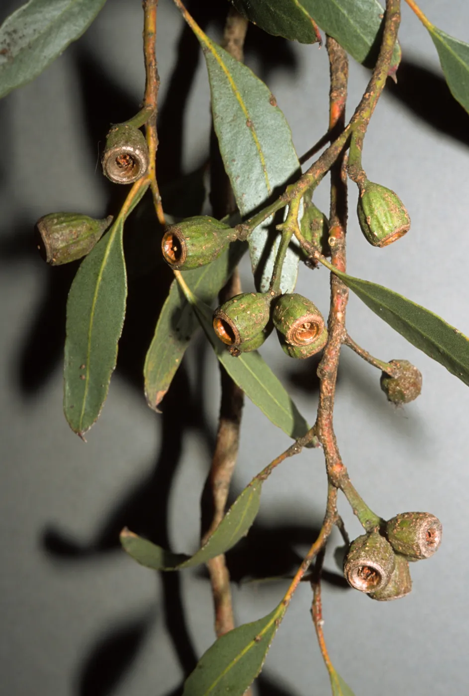 Eucalyptus woodwardii