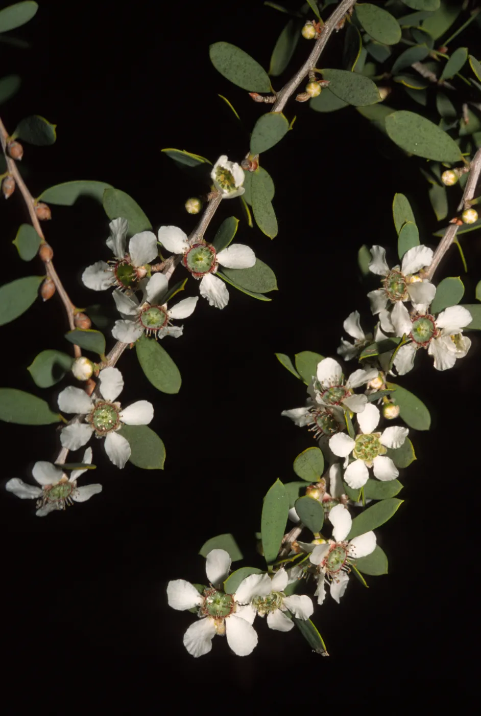 Leptospermum laevigatum