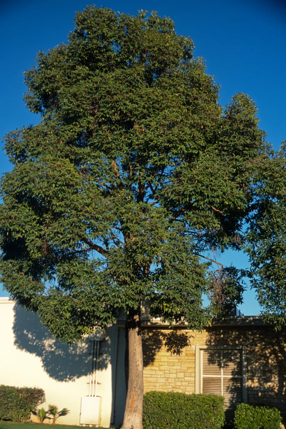 Lophostemon confertus