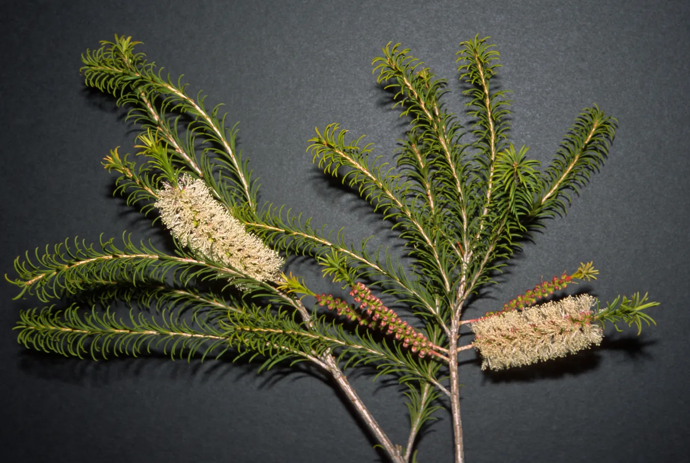 Melaleuca armillaris