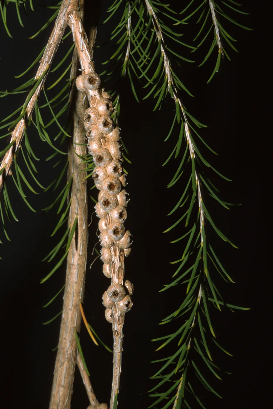 Melaleuca armillaris