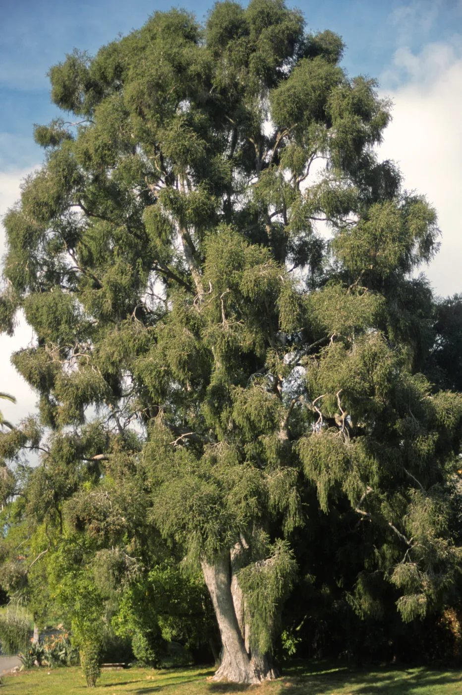 Melaleuca decora