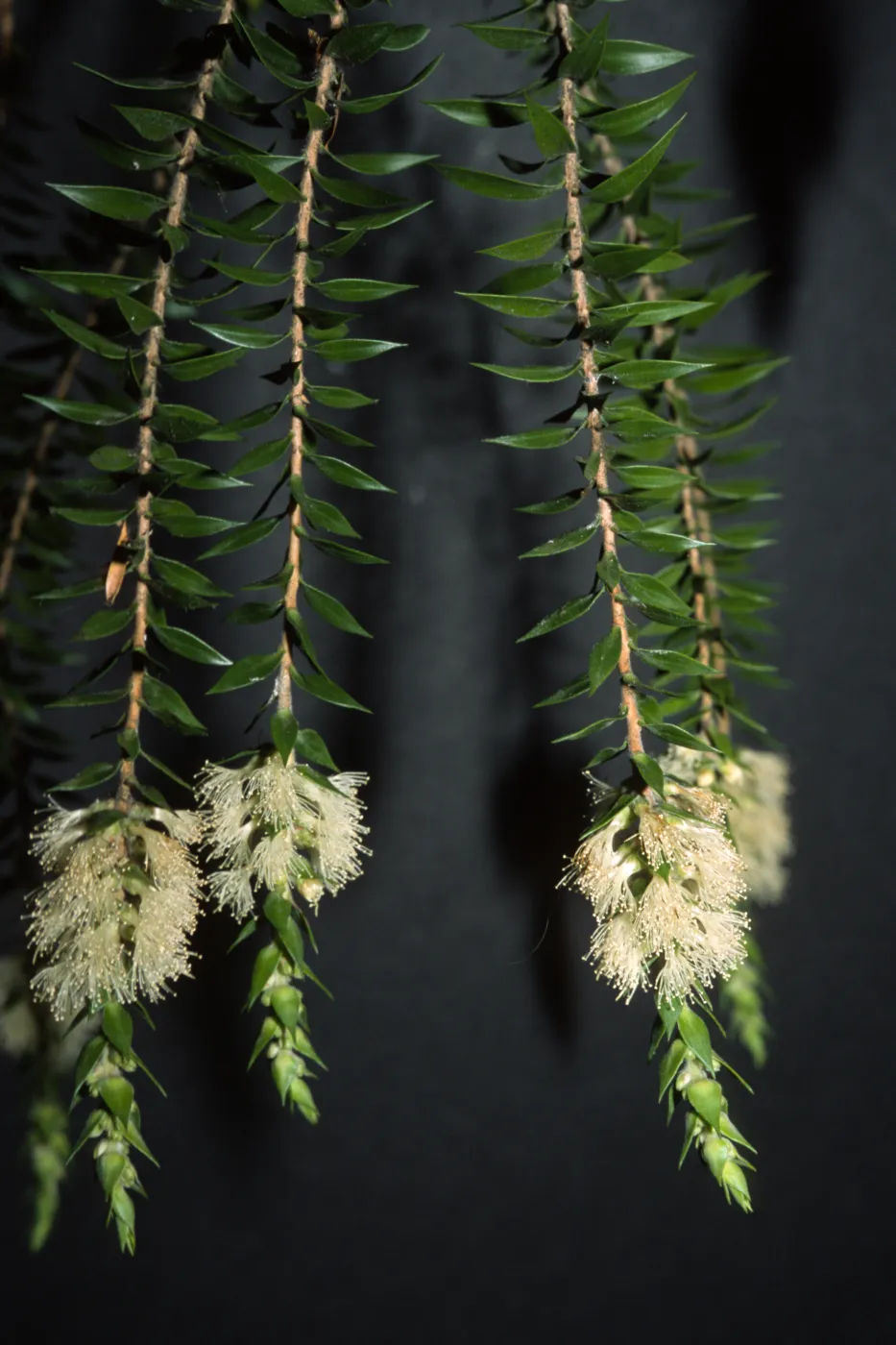 Melaleuca decora