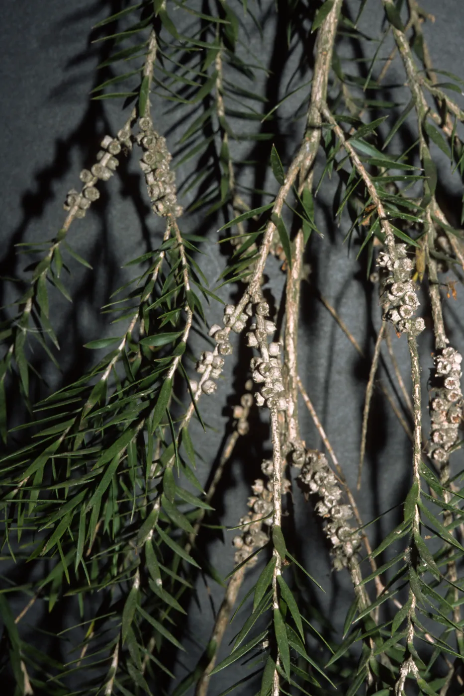 Melaleuca decora