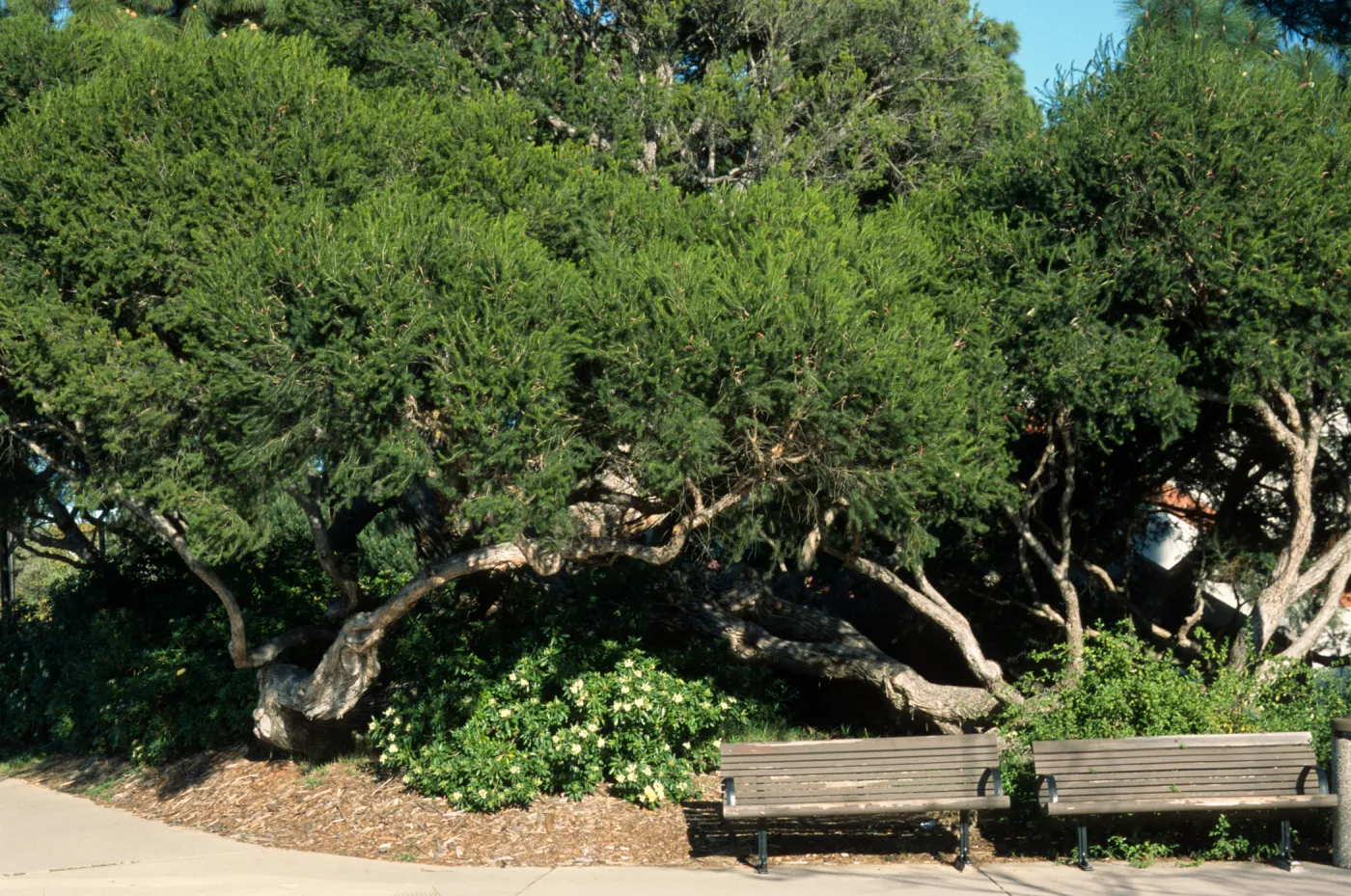 Melaleuca ericifolia