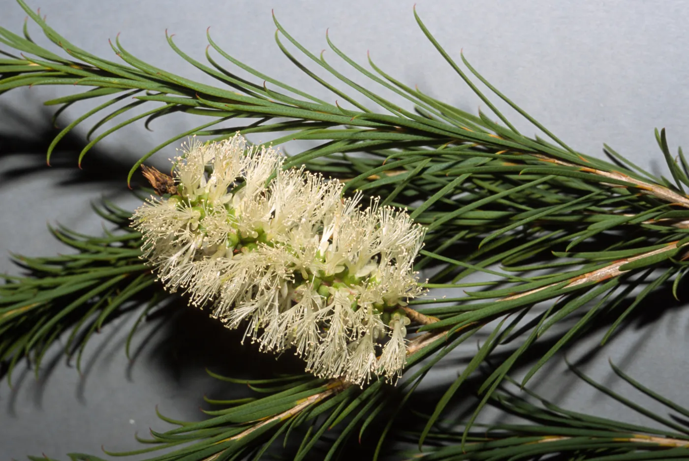 Melaleuca ericifolia