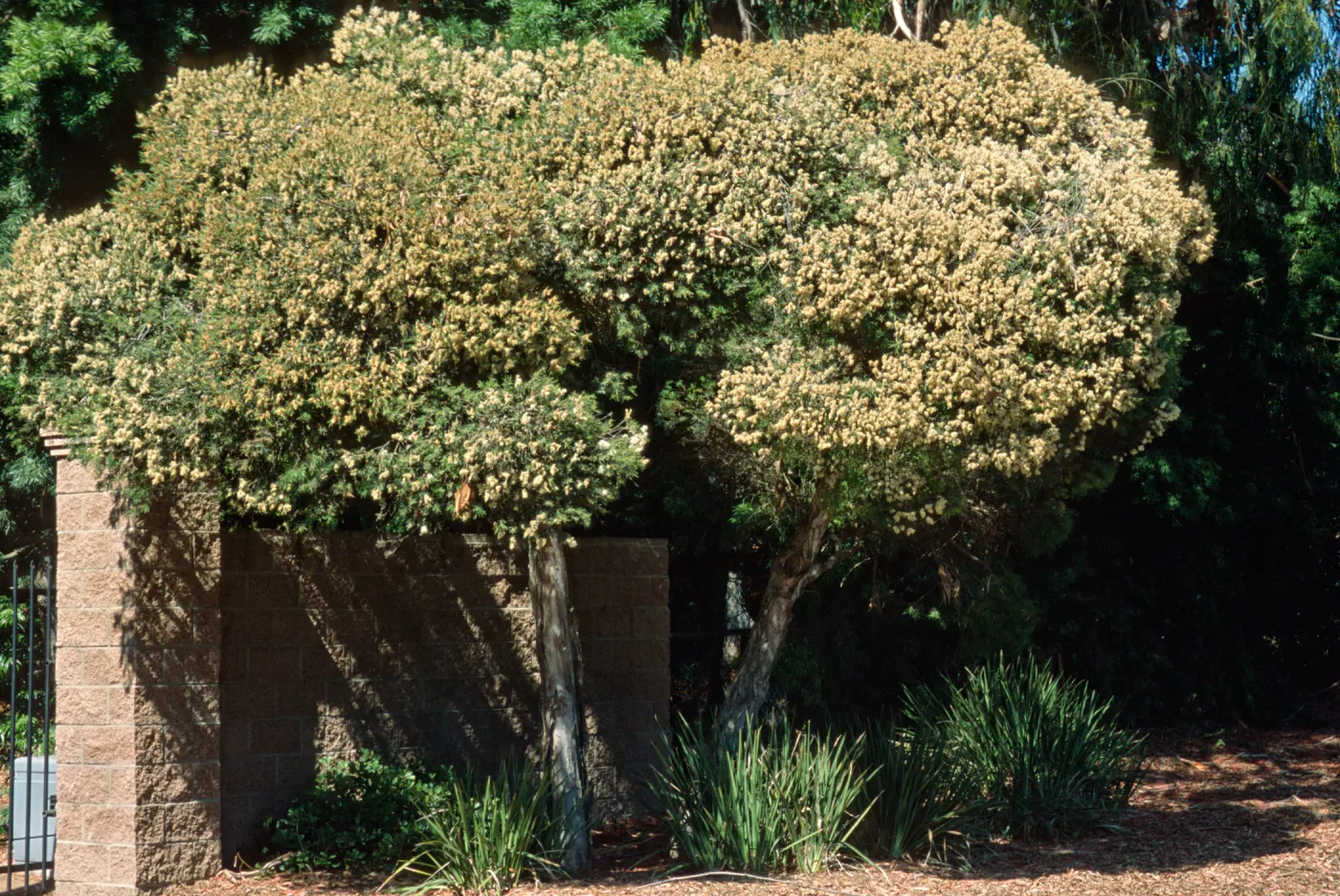 Melaleuca linariifolia