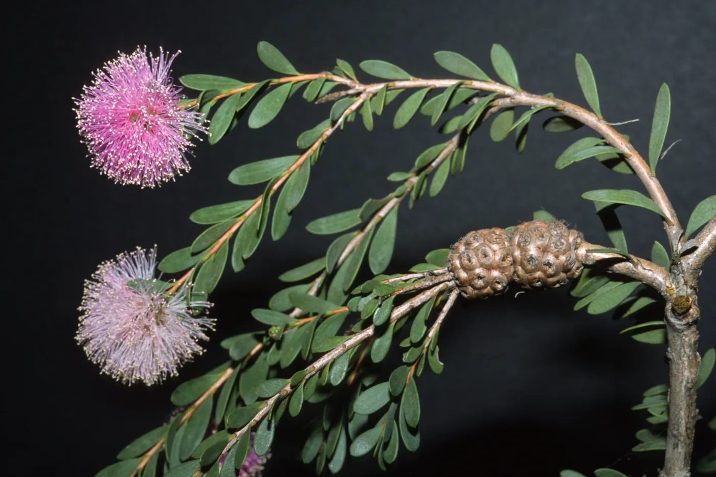 Melaleuca nesophila