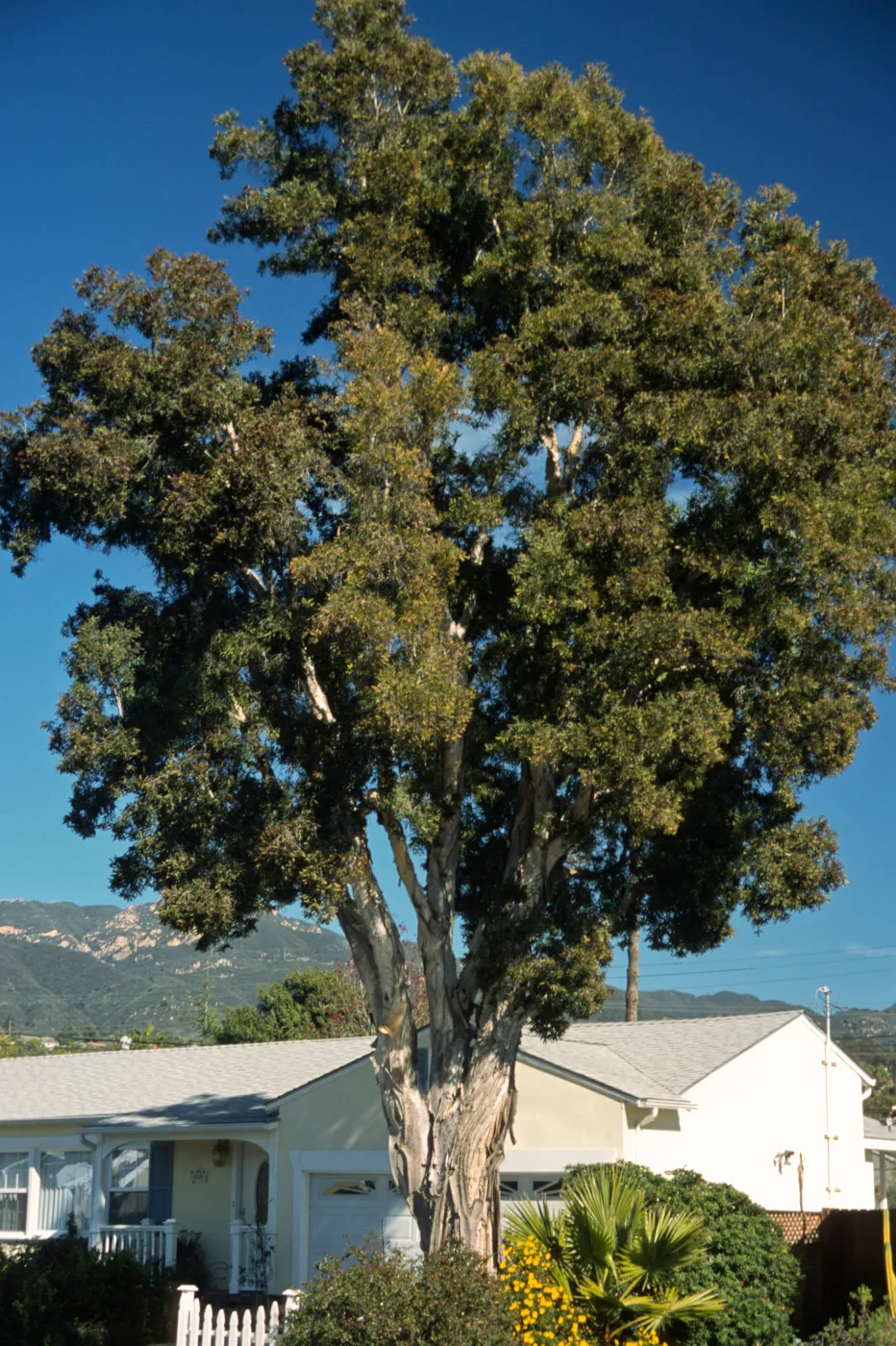 Melaleuca quinquinervia