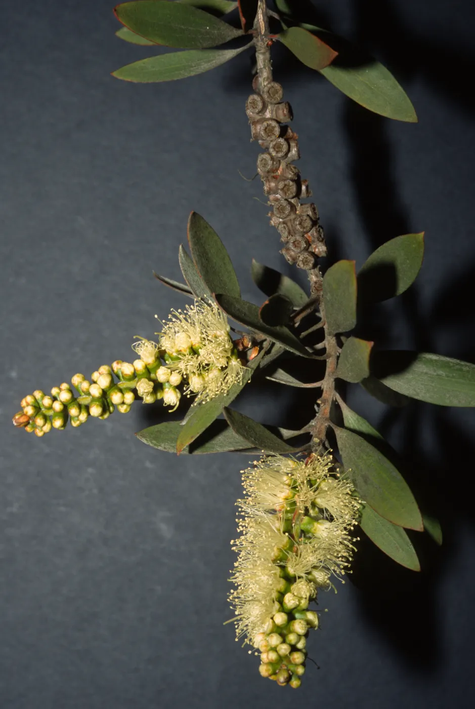 Melaleuca quinquinervia