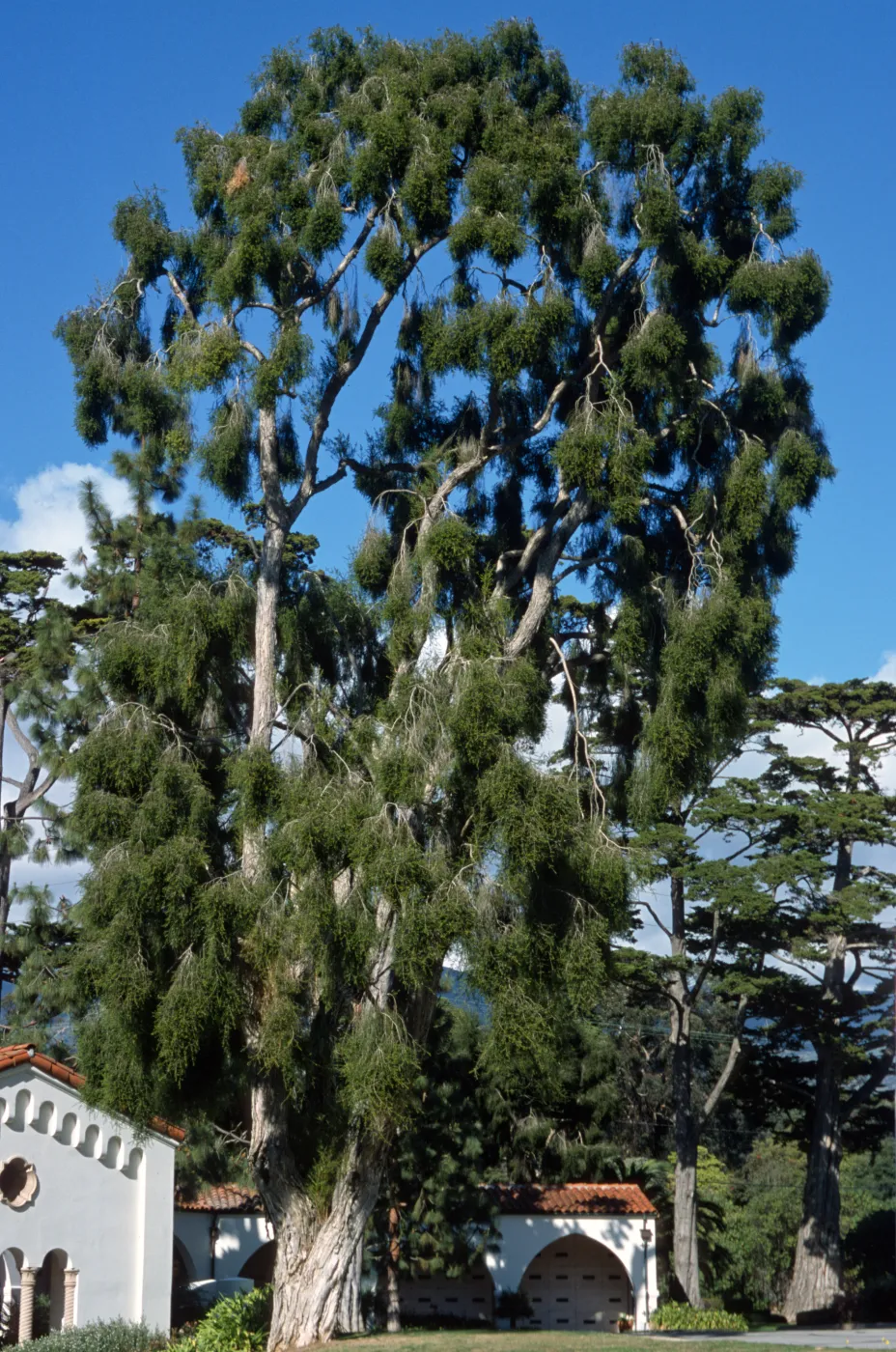 Melaleuca styphelioides