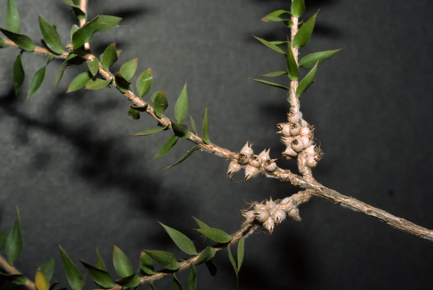 Melaleuca styphelioides
