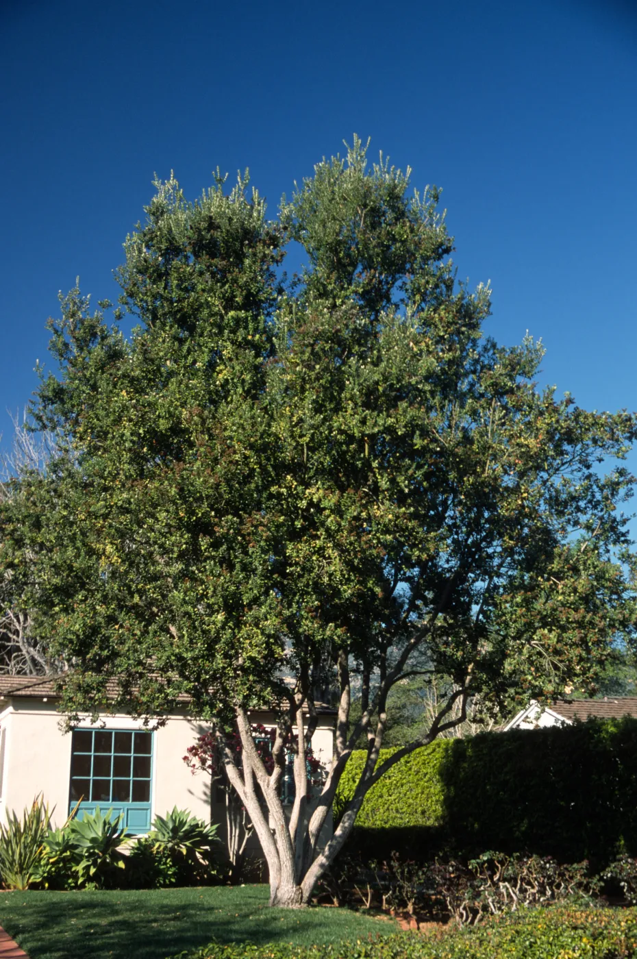 Metrosideros excelsa