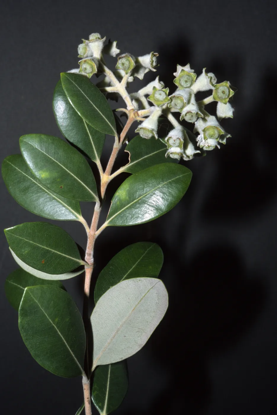 Metrosideros excelsa