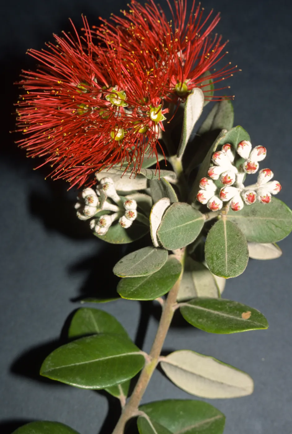 Metrosideros excelsa