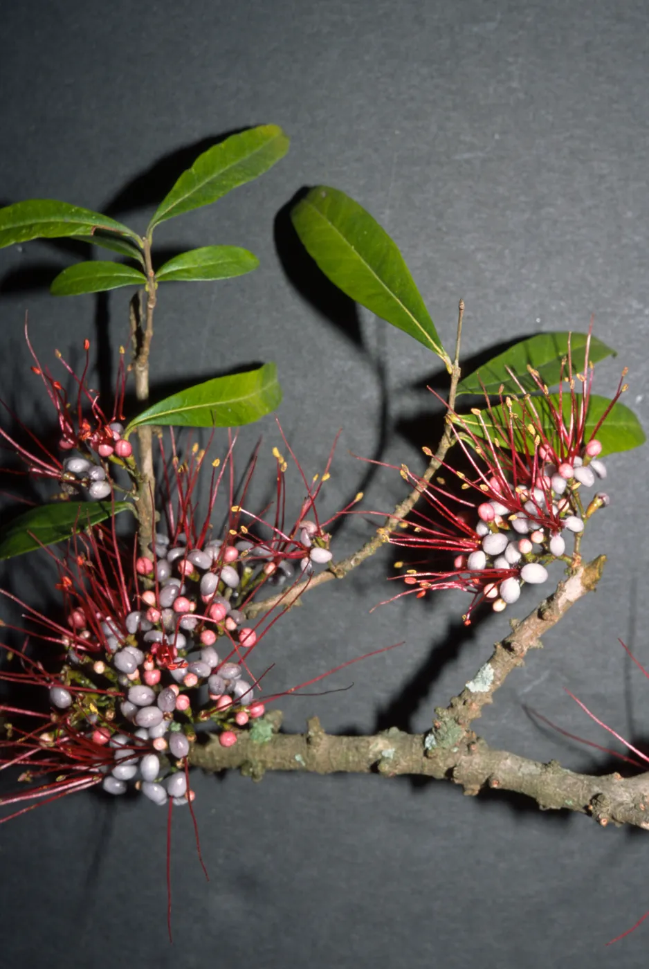 Myrrhinium atropurpureum