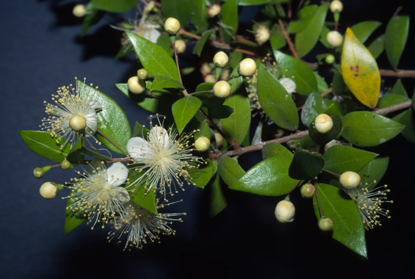 Myrtus communis