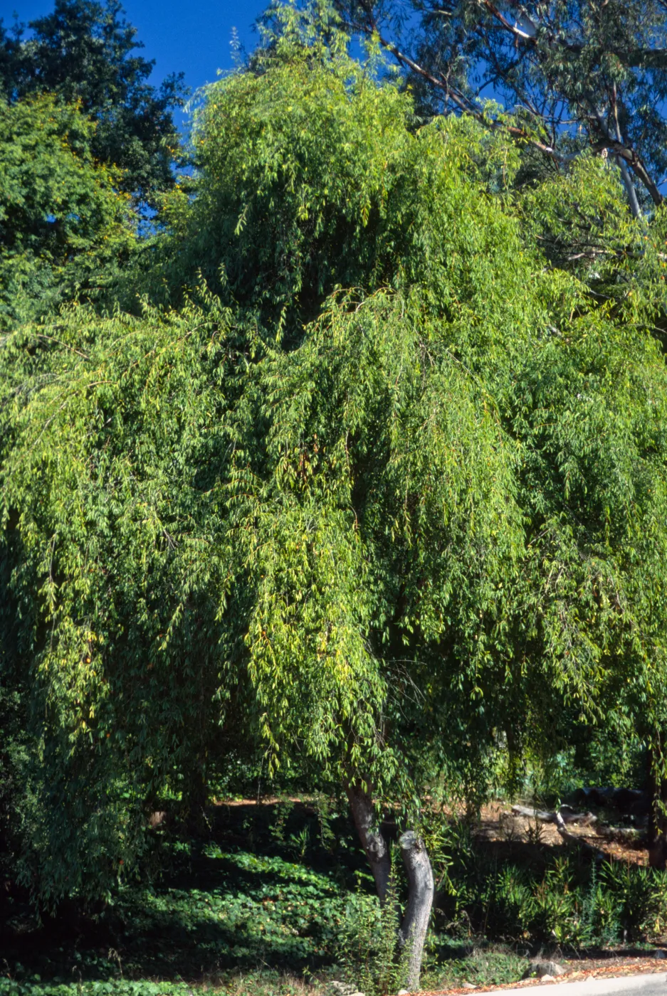 Plinia edulis
