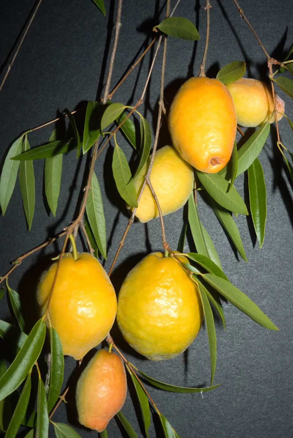 Plinia edulis