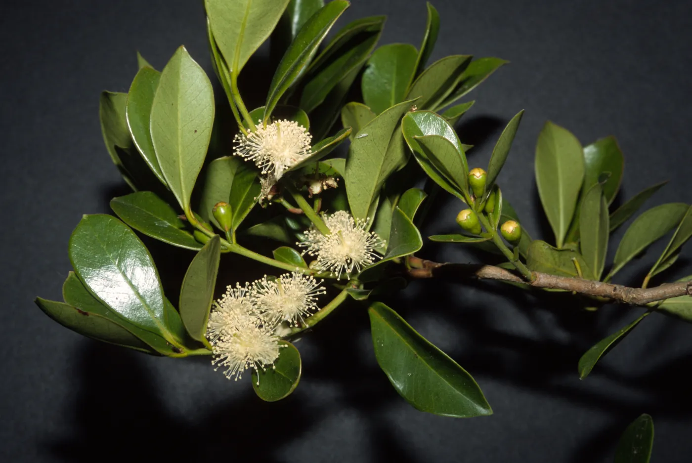 Psidium cattleyanum
