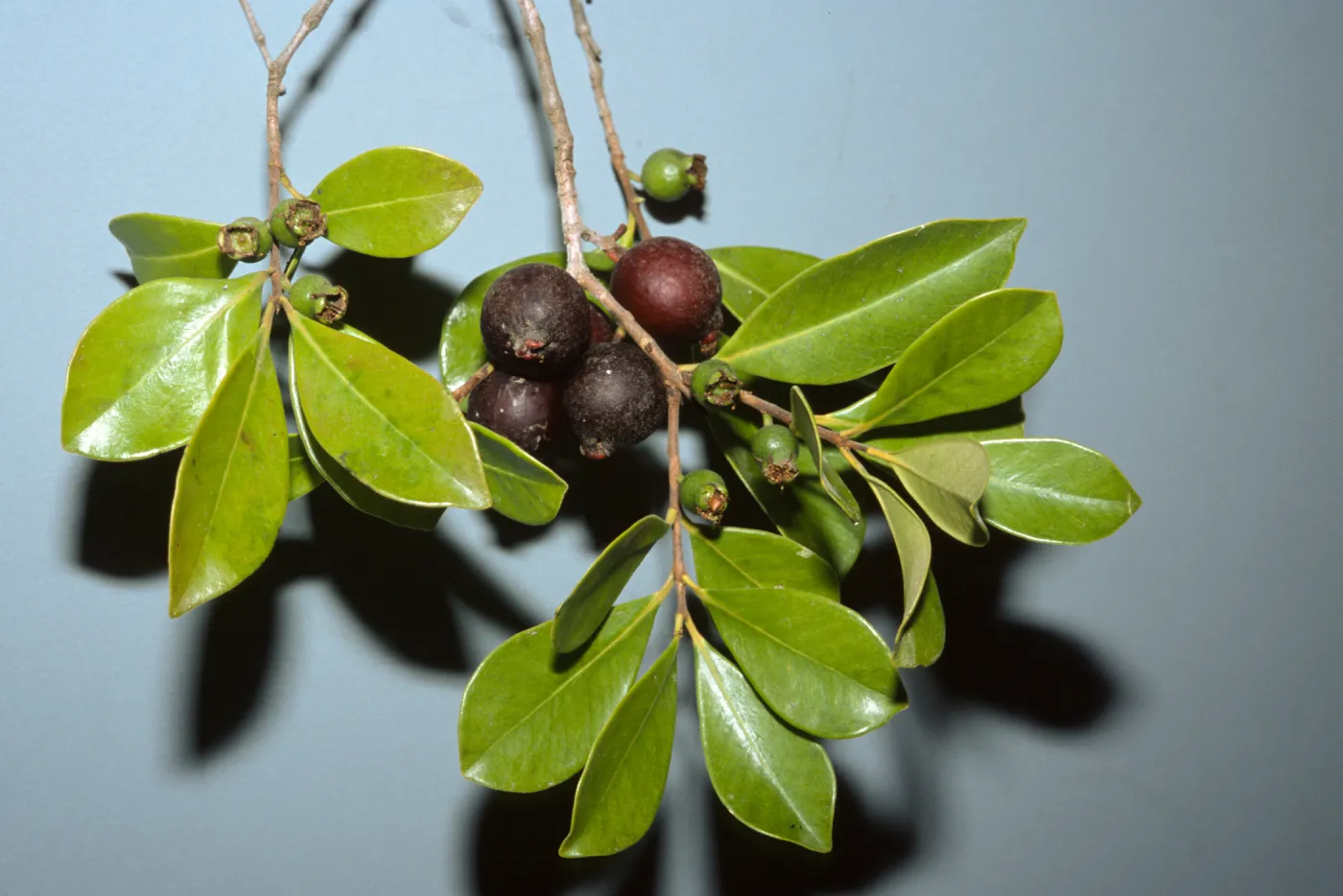 Psidium cattleyanum