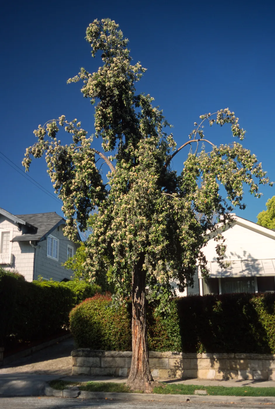 Syncarpia glomulifera