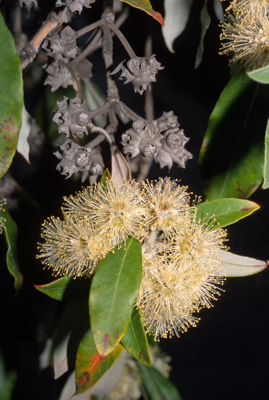 Syncarpia glomulifera