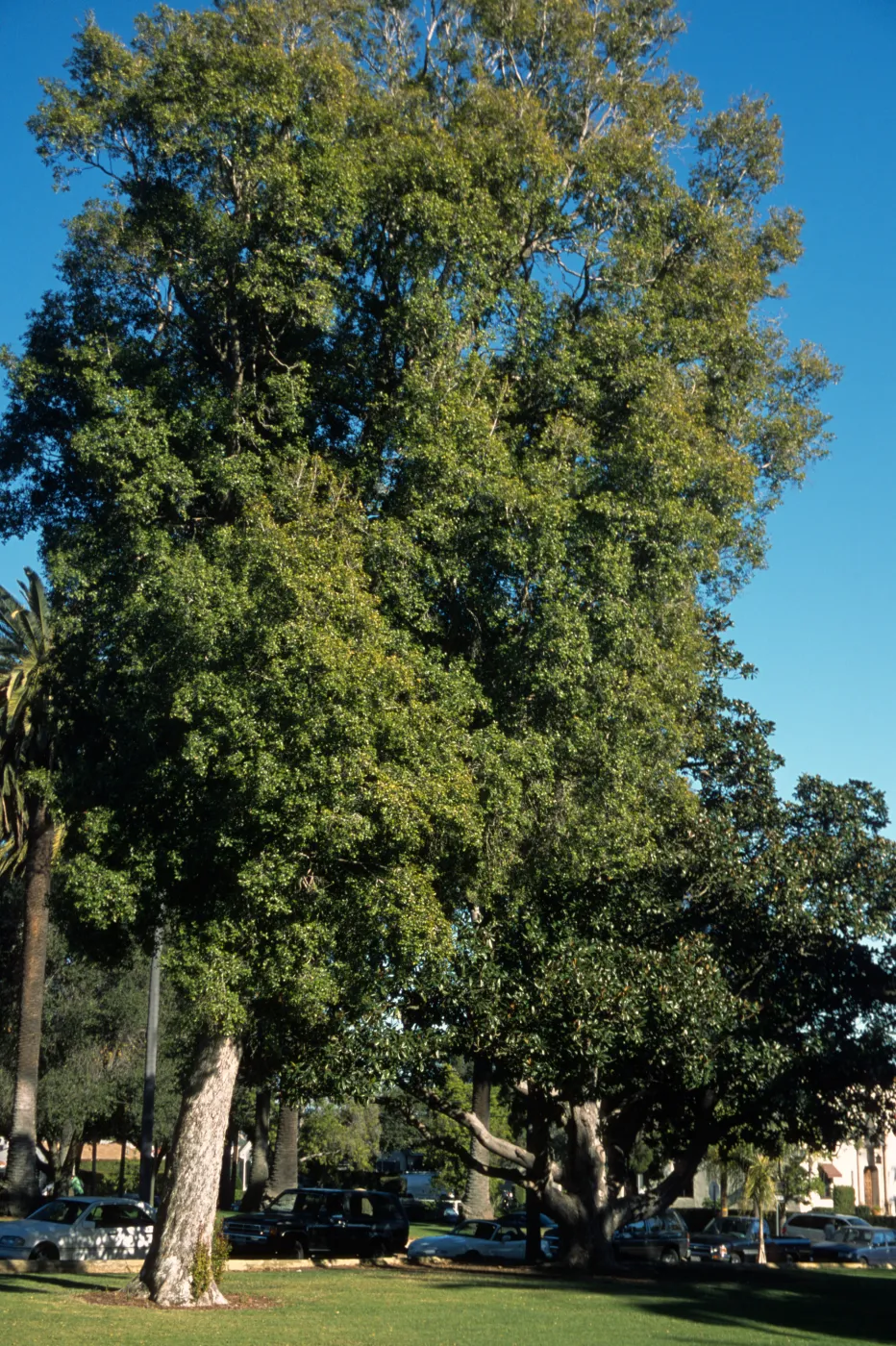Syzygium australe