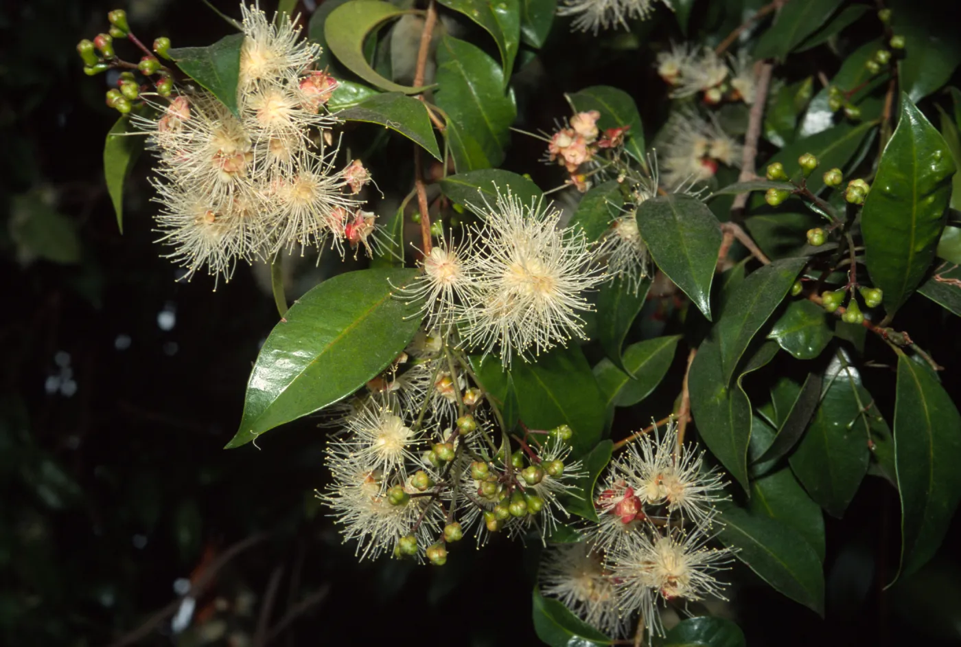 Syzygium australe