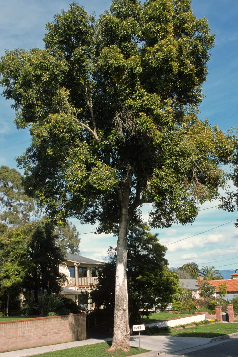 Syzygium cumini