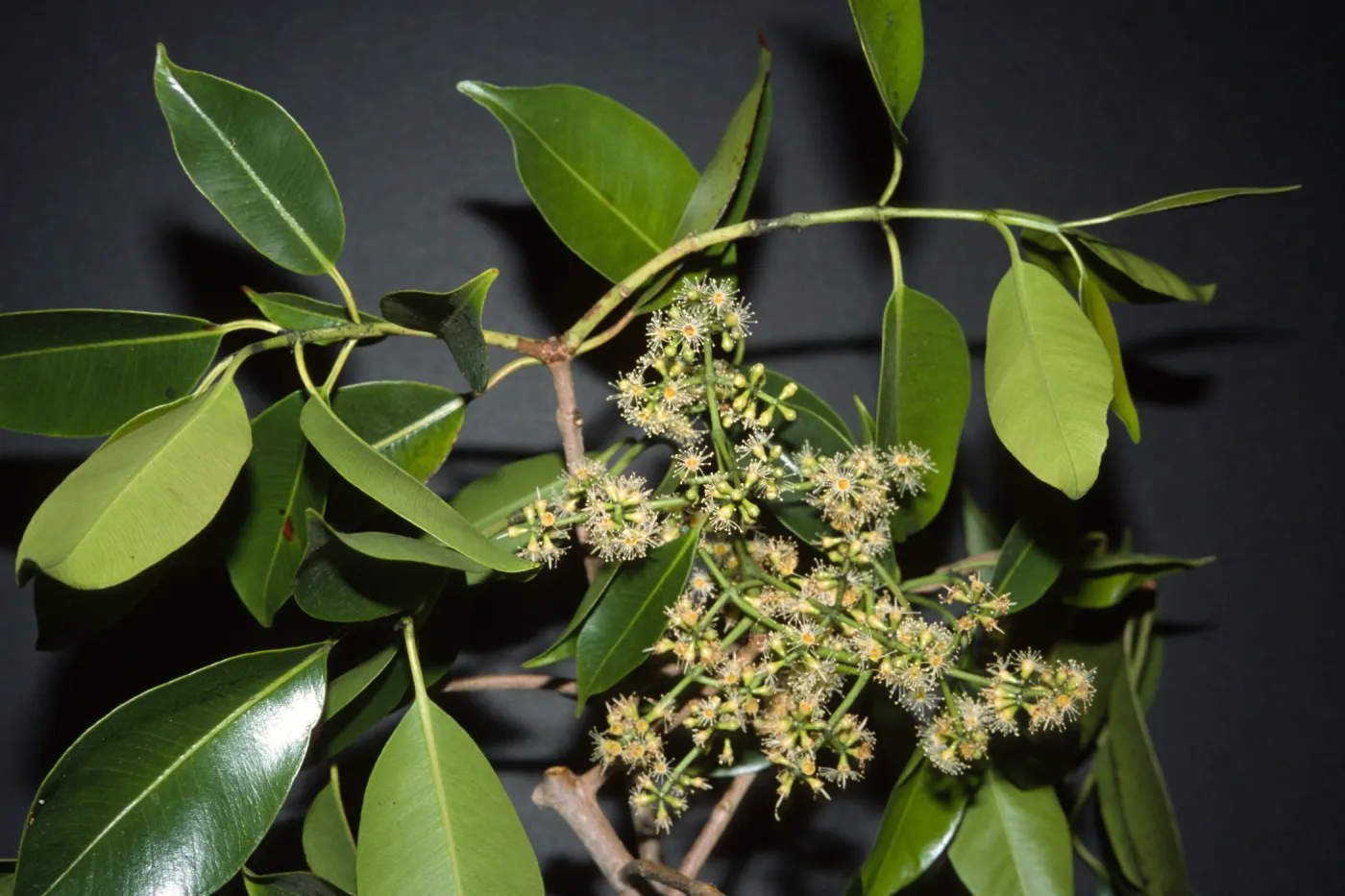 Syzygium cumini