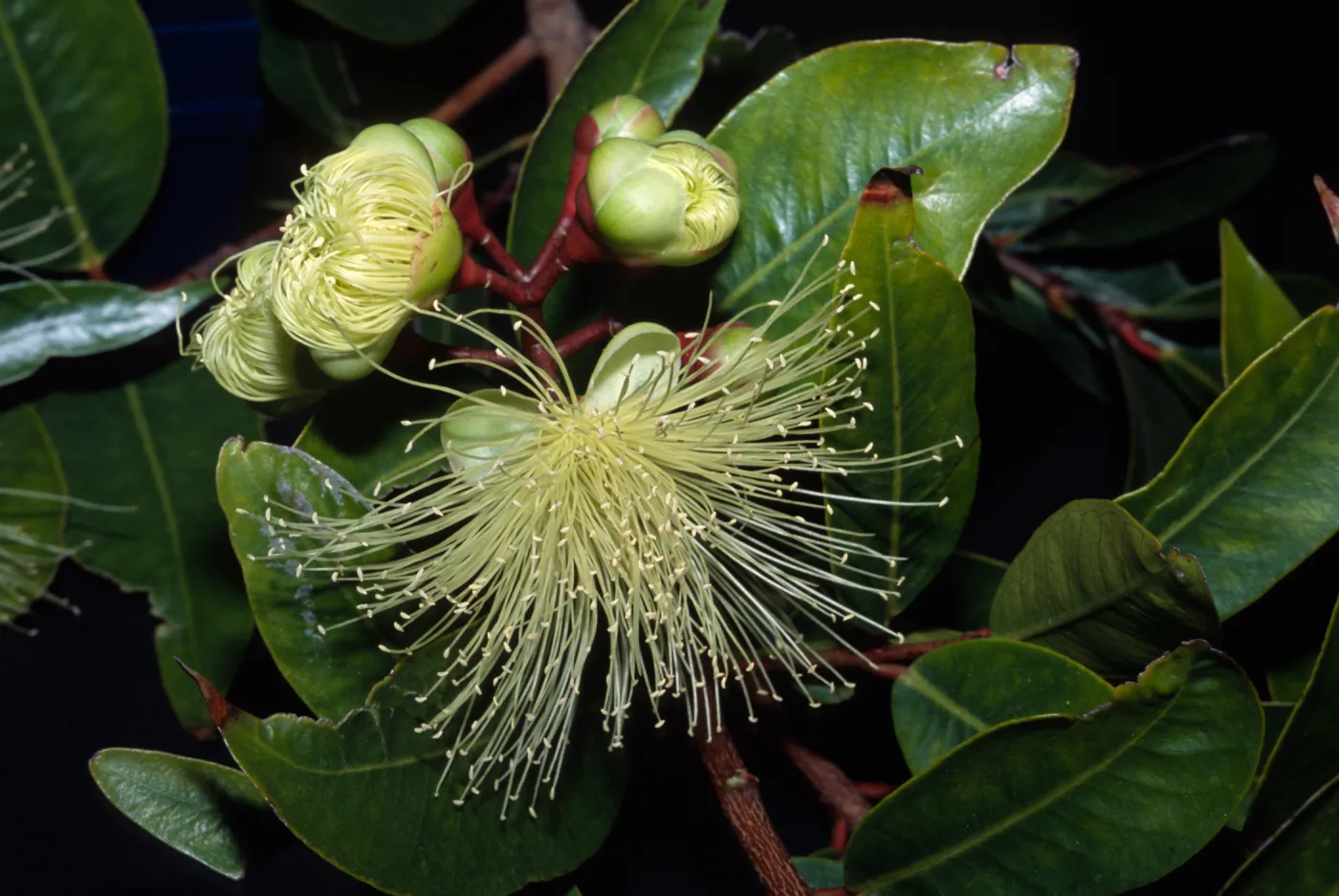 Syzygium jambos