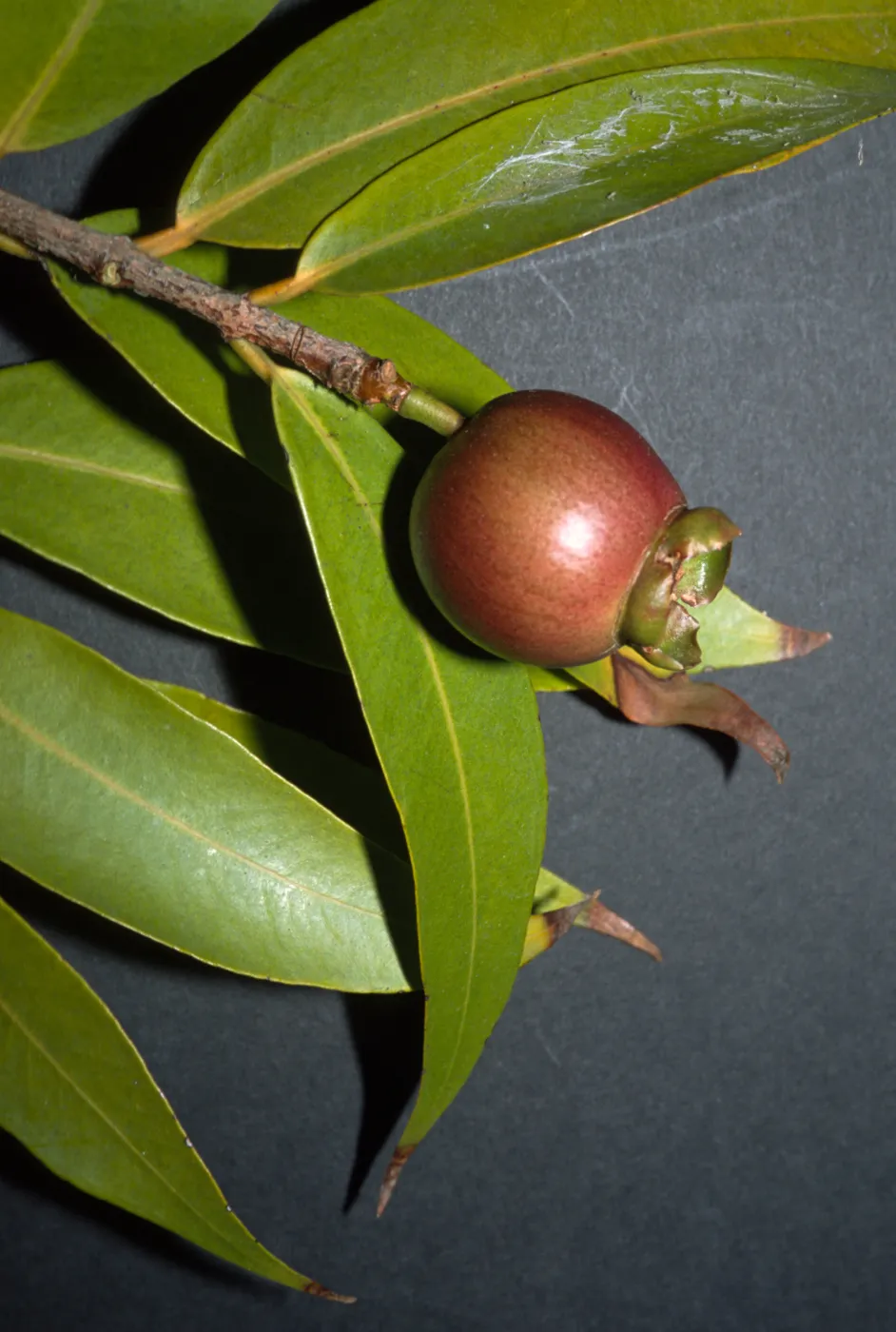 Syzygium jambos