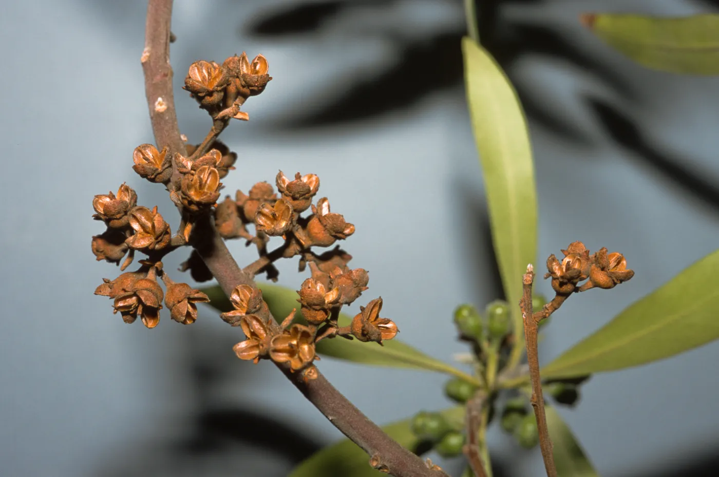 Tristaniopsis laurina