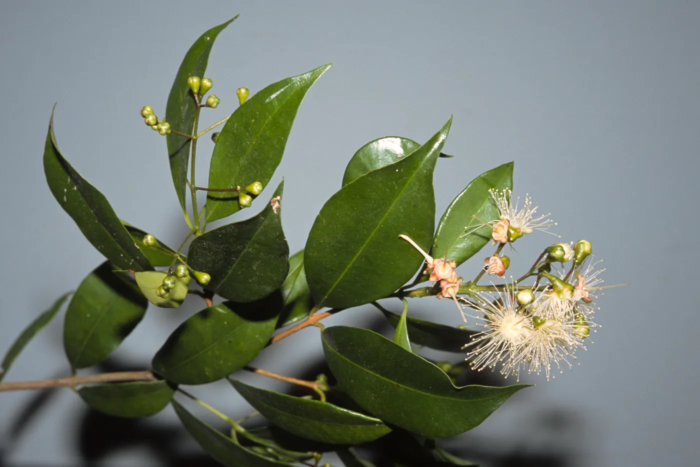 Waterhousea floribunda
