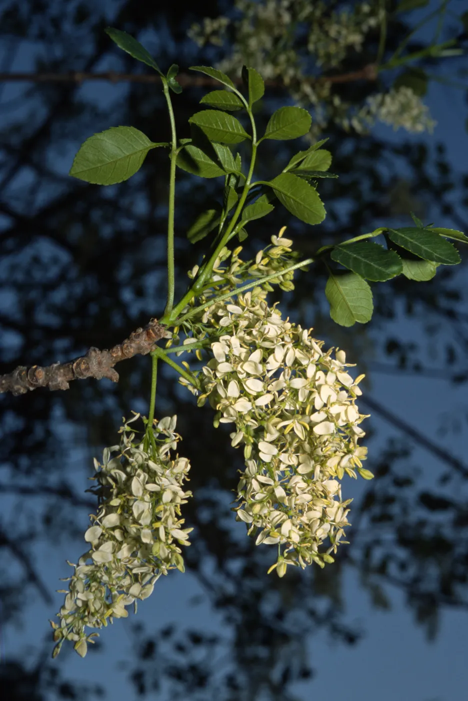 Fraxinus dipetala